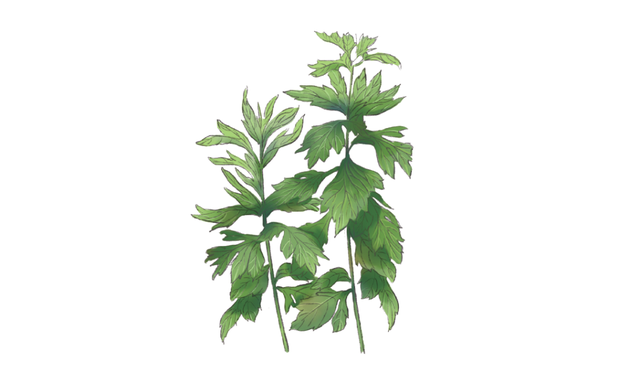 艾蒿的用处是什么，艾蒿有什么作用和用处（艾草的101种用途）