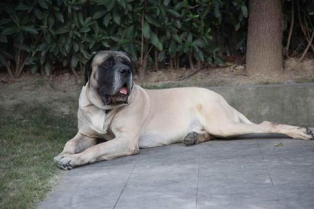 世界最高大的狗，世界最高大的狗图片（有一个曾是李小龙的护卫犬）