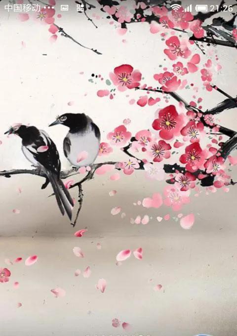 喜鹊图片大全大图，喜鹊的种类及分布图（喜鹊吉祥图片，精美手机壁纸）