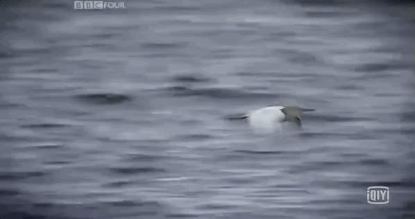 儿童科普纪录片，适合儿童看的科普片（9部孩子必看的顶级纪录片）