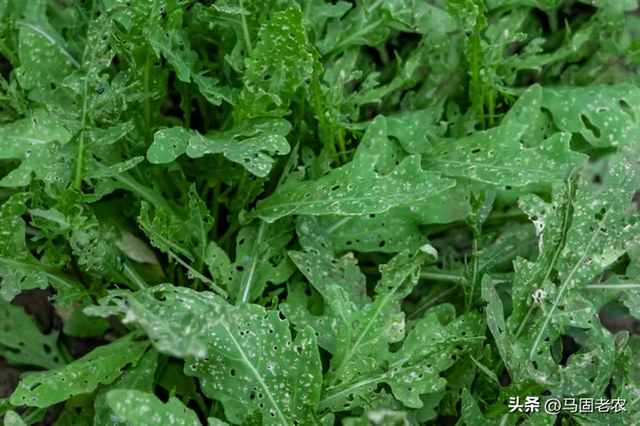 芝麻菜是什么 芝麻菜简单介绍，芝麻菜是什么（菜农轻易不传的秘诀——芝麻菜的种植方法和注意事项）