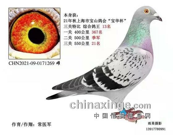 什么鸽子引天落，什么叫天落鸽子（引赛绩鸽修得正果——飞出三关鸽王冠军）