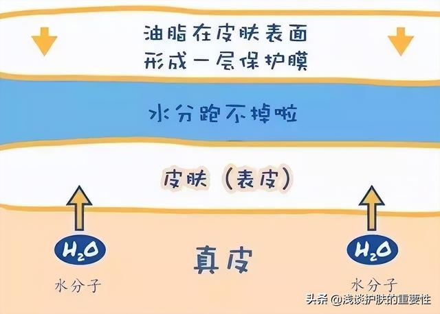 滋养霜是不是面霜，营养霜是面霜吗（护肤品保湿和滋润功能最本质的区别是什么）