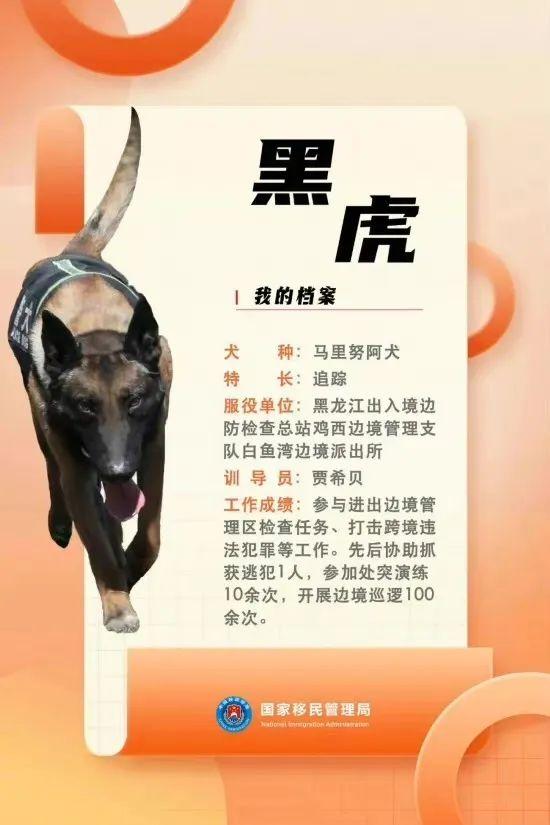 汪汪队立大功百科,汪汪队立大功人物介绍(国家首批功勋犬简历曝光) 汪汪队立大功百科,汪汪队立大功人物介绍(国家首批功勋犬简历曝光)