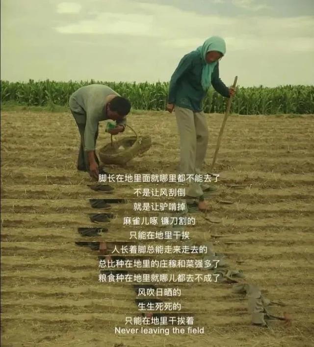 秋天的命运演员表，夏妍的秋天演员表（“西北宇宙”又打出一副王炸）