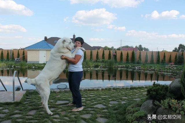 世界上耳朵最长的狗是什么，耳朵比较长的狗是什么（世界上最大的狗品种）