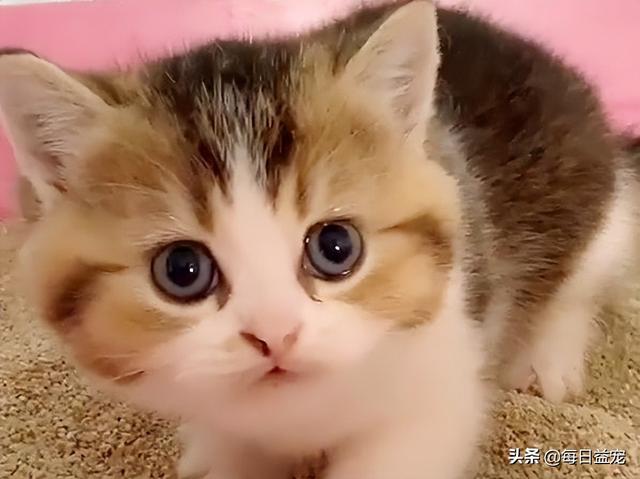 布偶猫多少钱一只幼崽，布偶猫多少钱一只纯种幼崽（还生了一窝谁也不像的崽）