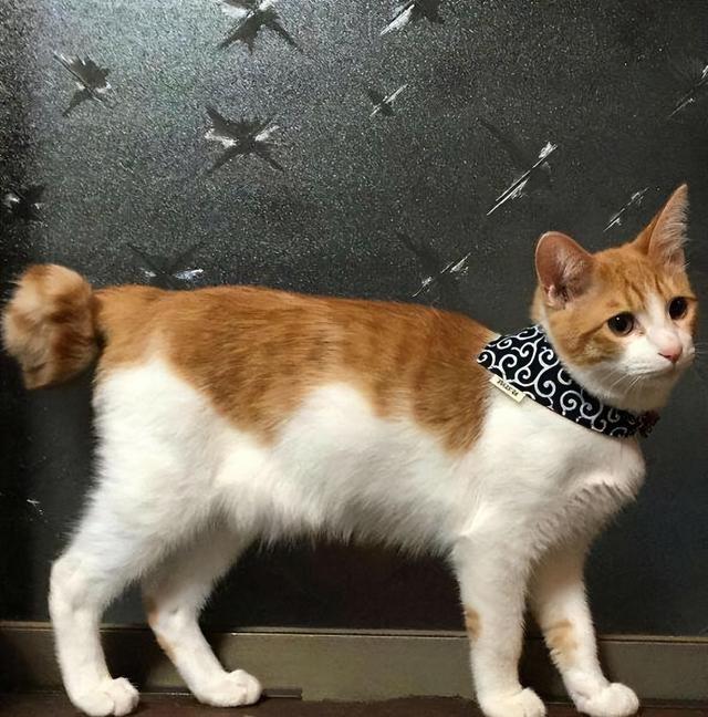 猫怎样才算麒麟尾，麒麟猫是什么（为什么越来越多人养“麒麟猫”）