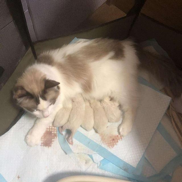 要喂布偶猫吃米饭怎么做，布偶猫每天吃多少（布偶猫这样做是把你当“亲妈”了）