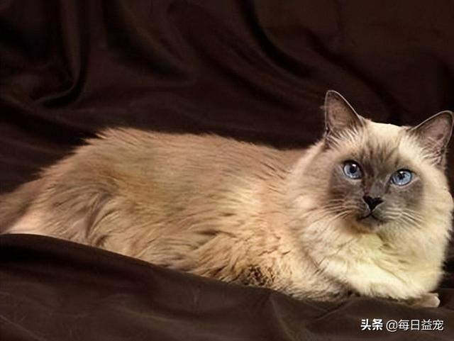 猫的智商排行，智商最高的猫十大排名（智商排名前10的猫咪）