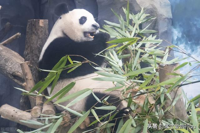 成都旅游必去十个景点，游成都必去的20个地方