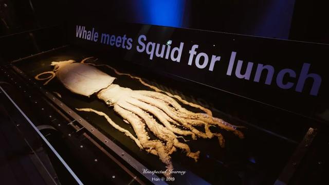 什么是具足虫，具足虫平安名堇（窥探奇异生物的世界）