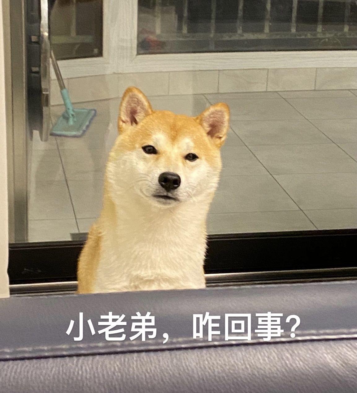 生病证明（狗狗有这7个表现证明）