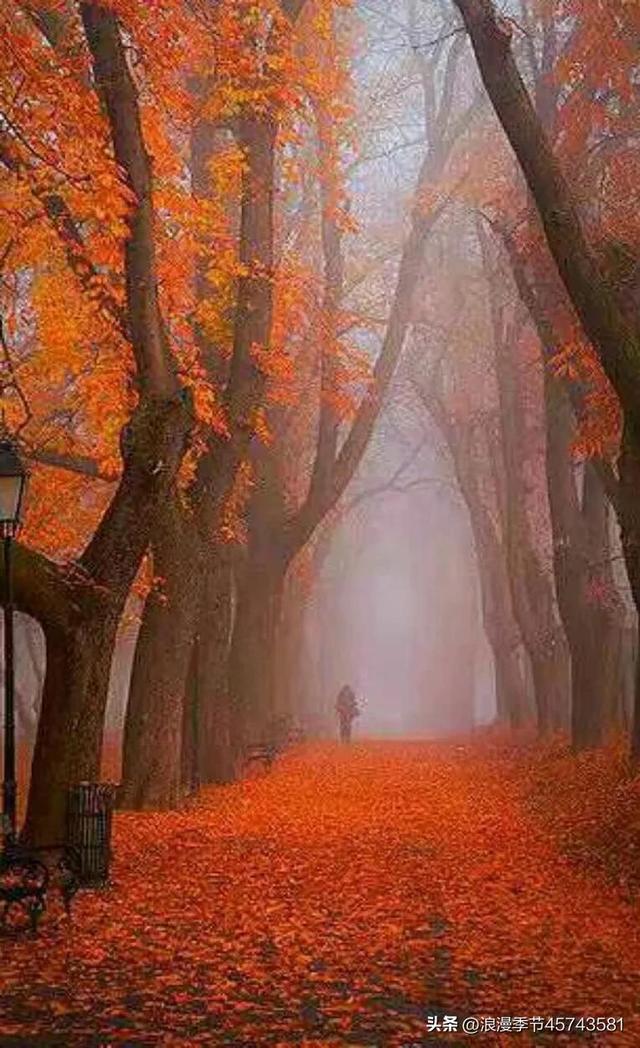 关于秋天的散文，关于秋天的散文350字（遇见秋天遇见你！）