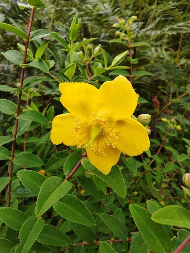 平凡的世界简介梗概，平凡的世界简介梗概1500（《平凡的世界》写了什么）