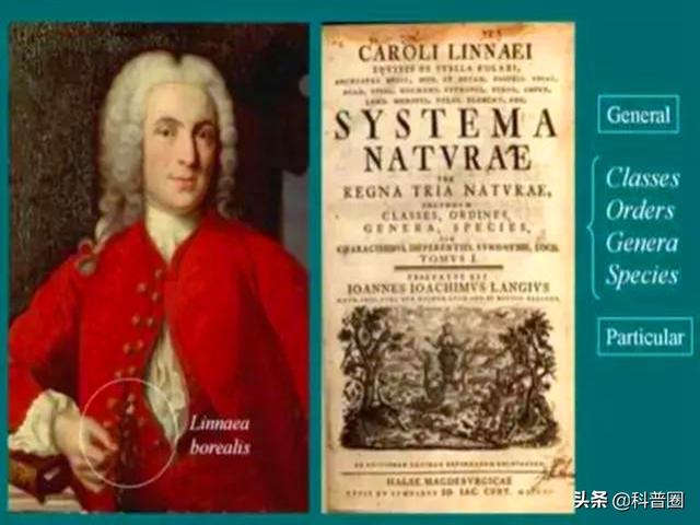 蒙古褶，为何被称“黄种人”（蒙古褶皱）