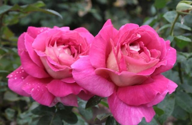 格局大必成大器的星座女，又美又有气质又强大的星座女（有容人之量的星座）