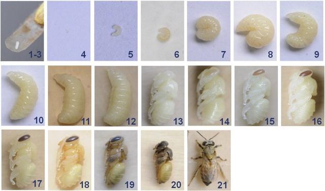 蜂王幼虫日龄图图片