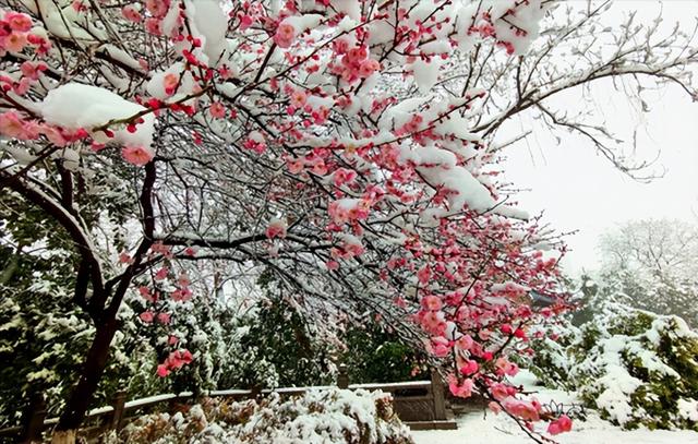 好听的树的名字，爱情树的名字大全简单而有寓意（5种“名花树”）