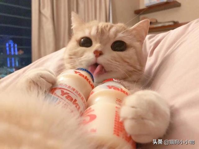 狗狗教什么意思，狗狗教是什么意思（圣火“喵喵教”PK光明“狗狗教”）