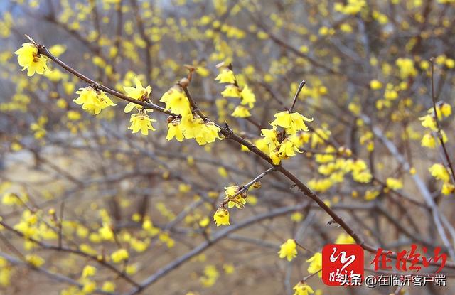 临沂市花是什么花，临沂盛产什么花（临沂中心城区赏花指南上线）