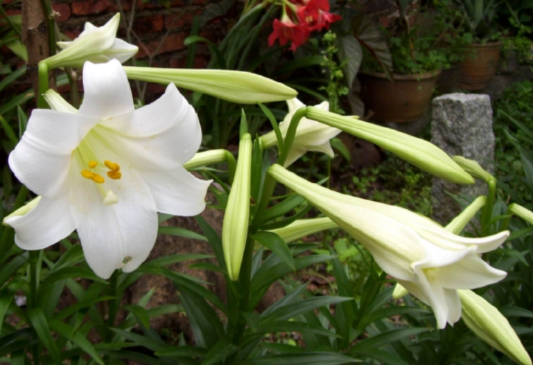 百合花语是什么意思(香水百合花的寓意和花语是什么) - 百百科