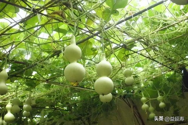 葫子营养及功效与作用，瓠子瓜的营养价值及功效与作用（“满腹”营养的葫芦）