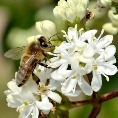 鲜花的花语和花的数目的寓意，鲜花数量的寓意（100种迷人的“数字花”）