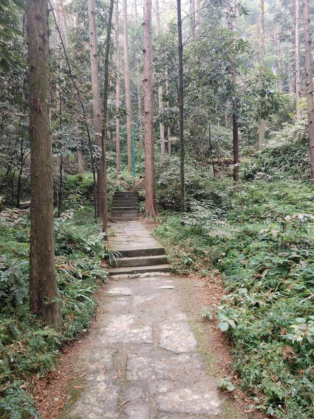歌乐山森林公园，重庆旅游必去景点（歌乐山国家森林公园）