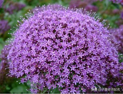 特殊又好听的花名，艺名 女 简单气质（清丽不俗的花名用作女孩名字）