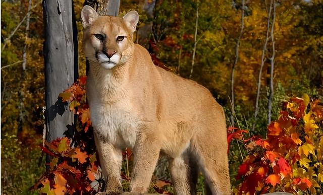 18英尺等于多少米，英制身高对照表（为什么它们相差很多）