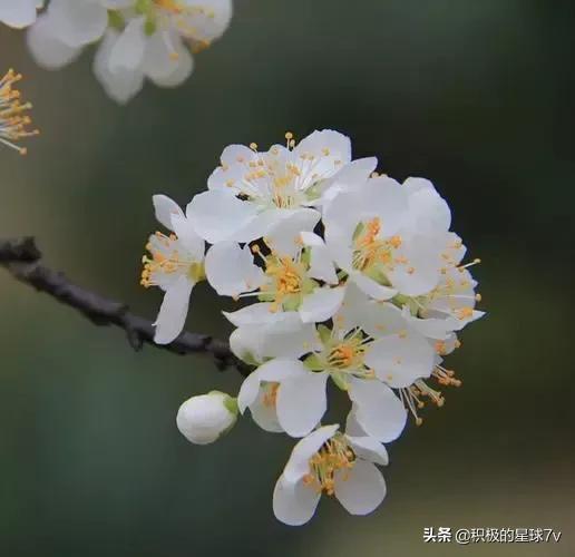 各种花的花语及寓意花语，各种花的花语和象征（你知道这些花的花语吗）