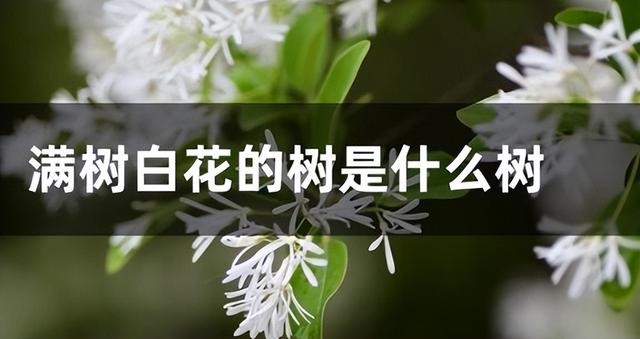 树上开花的观赏树，这5种树开花雪白