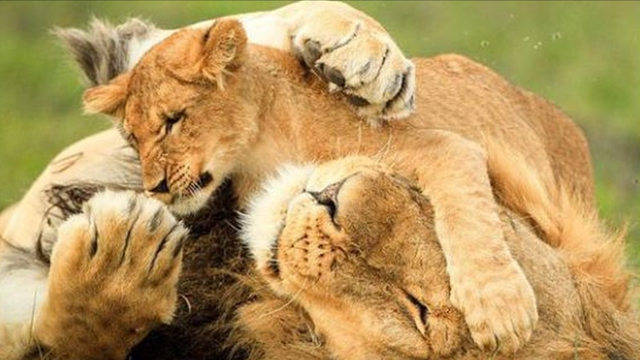 狮子是什么王?森林之王，狮子是什么王（狮子如果碰见了老虎）