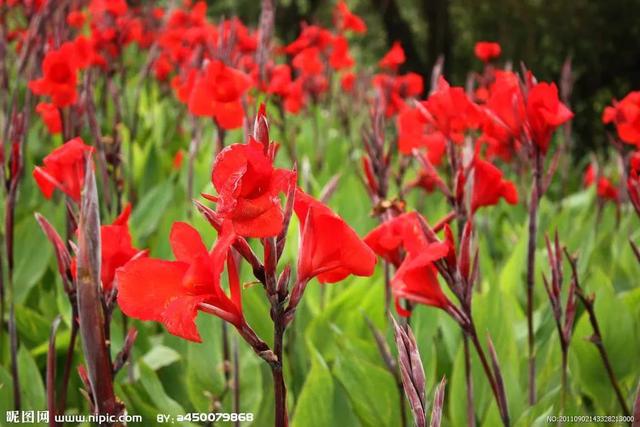 美人蕉花语，美人蕉花语图片（美人蕉——花开有时）