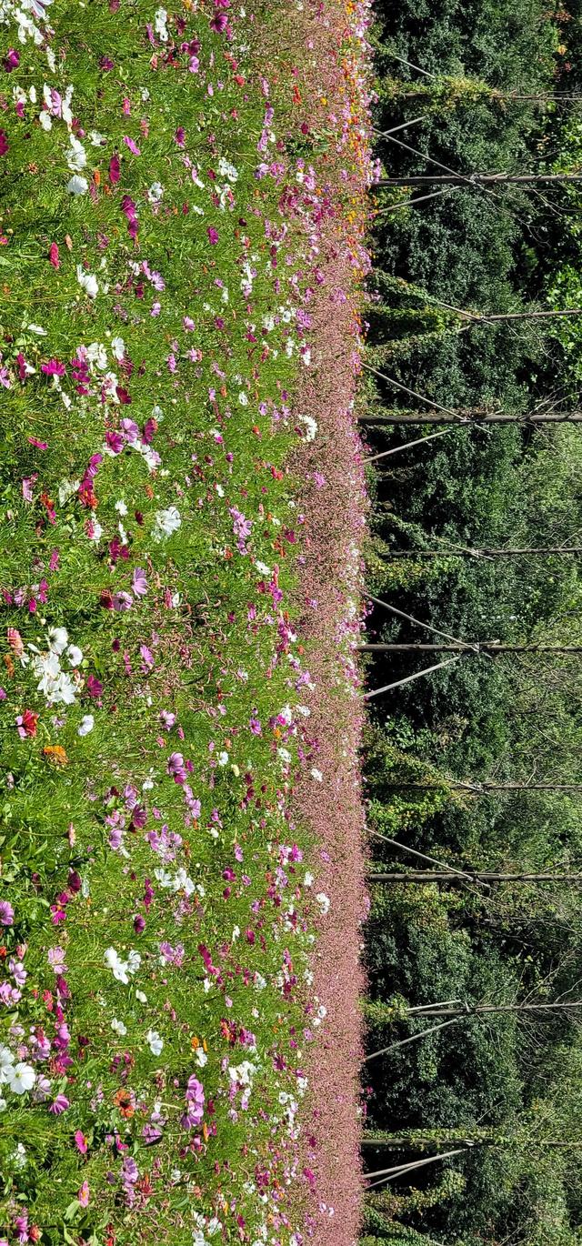 上海到青岛多远，上海到青岛的路程（上海青岛往返1400公里全程无高速沿途城市蜻蜓点水游）