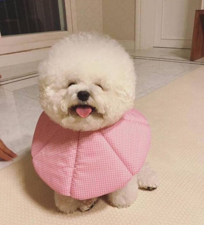 02:棉花糖—"比熊犬"