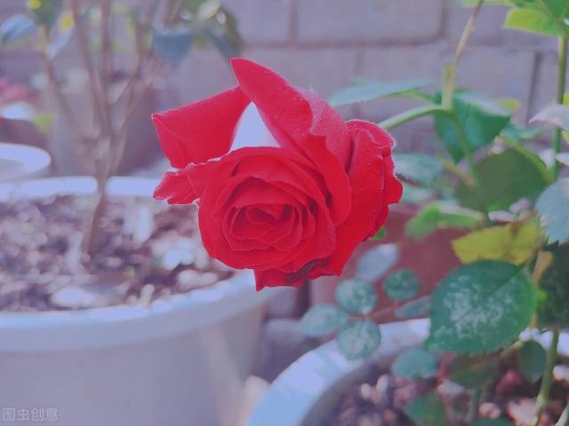 一年四季都开花的月季品种，复花能力超好的6种藤本月季