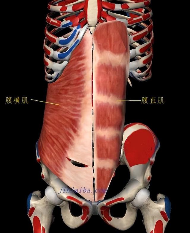 一头肌是什么，一头肌长什么样（骨骼肌的分类）