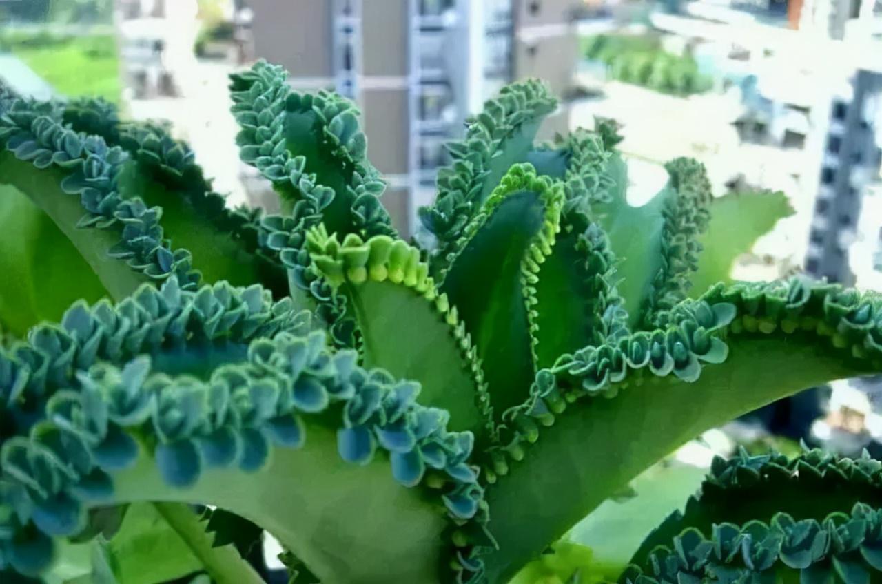 生命力很顽强的花草有哪些？这些养不死的花你知道吗？