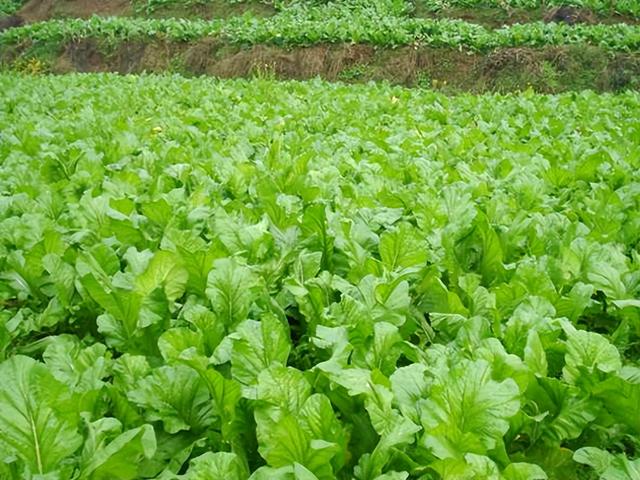 榨菜的腌制方法，榨菜农村腌制方法是怎样的（涪陵榨菜是这样做的）