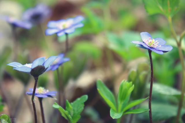 祝福语句简短唯美，春节祝福语句简短唯美（2022正月十九祝福语精选文案）