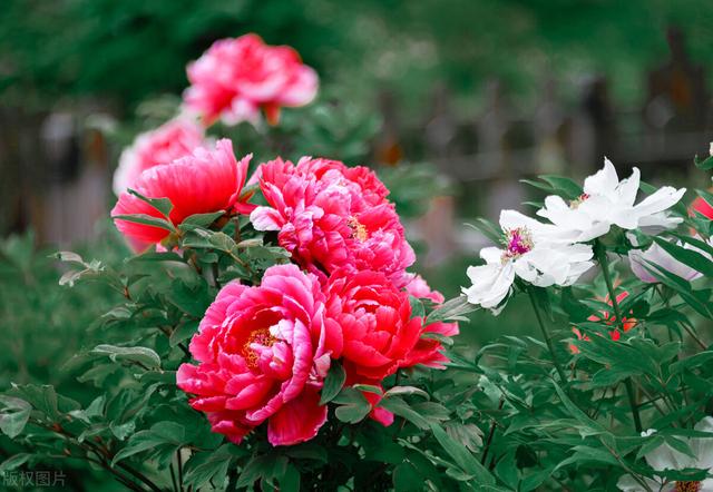 冬天种什么花好养活，冬天什么花好养活北方室内（冻不死的花草清单）