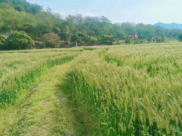 从化旅游景点大全，从化一日游旅游攻略大全（打卡吕田鹰嘴桃花+罗洞工匠小镇麦浪+莲麻小镇）