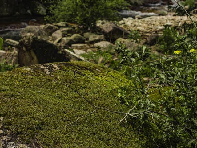 金骏眉产地是哪里，红茶金骏眉产地是哪里（什么是金骏眉）