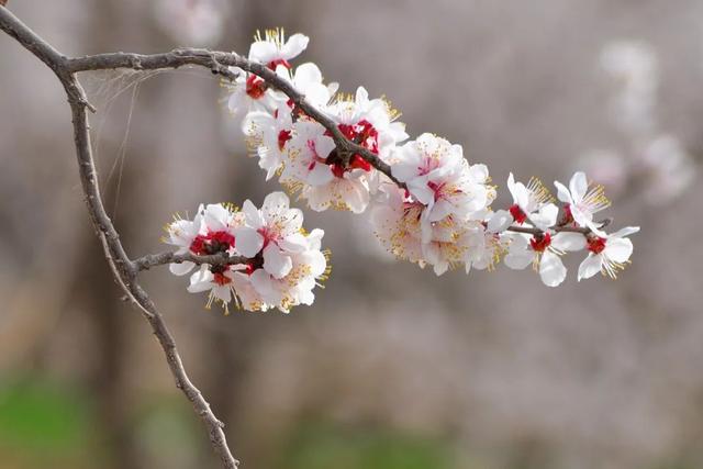 春天百花诗句大全，100句春花诗词