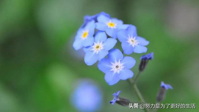 薄荷花的花语是什么，那些令人惊艳的花语