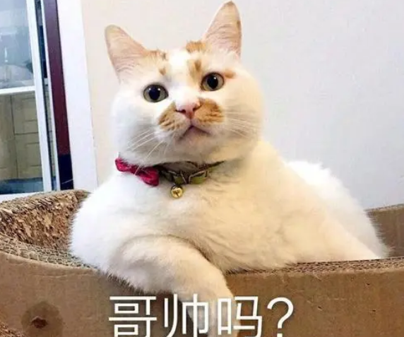 猫的记忆有多久，小猫几个月有记忆（20个养猫冷知识）