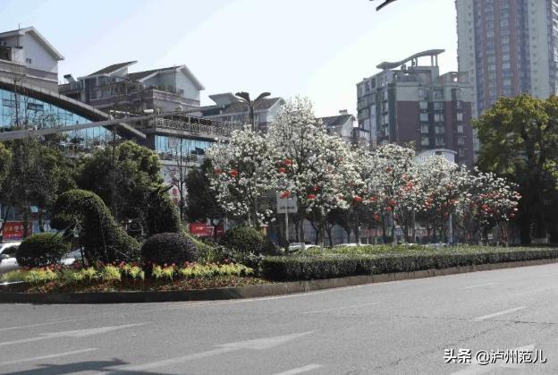 黄花风铃木寓意，龙马潭已变成花花世界