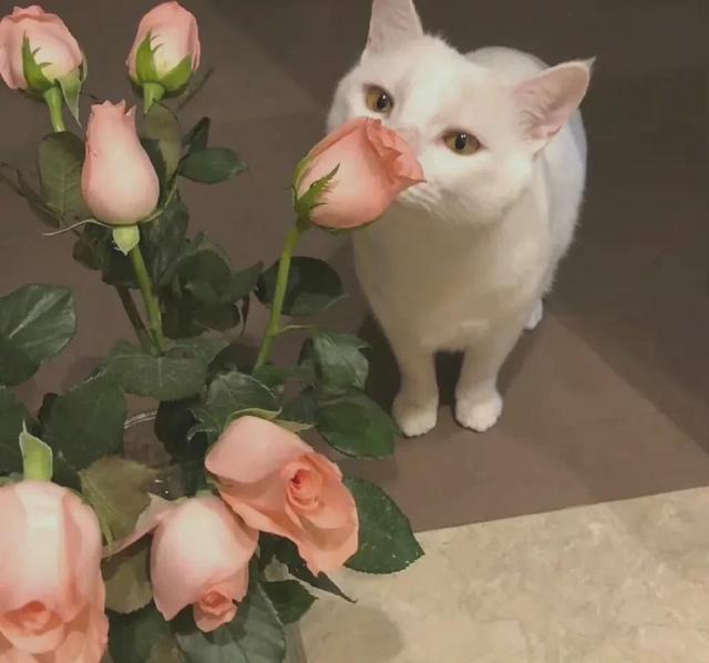 动物男头（你喜欢就好），微信头像，动物男头（你喜欢就好）（可爱头像‖很精致的小动物）